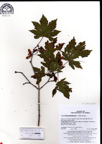 Acer pseudosieboldianum image