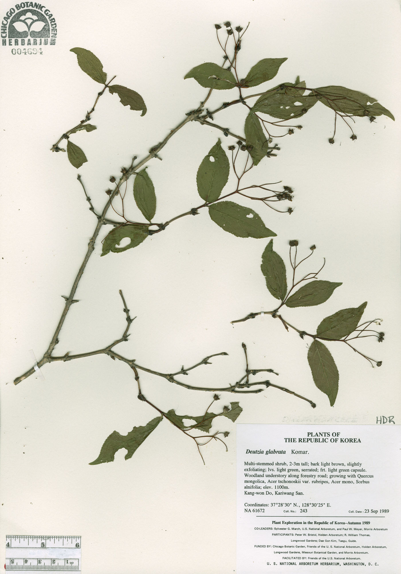Deutzia glabrata image