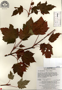 Acer ukurunduense image