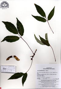 Acer mandshuricum image