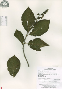 Syringa wolfii image