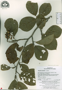 Magnolia sieboldii image