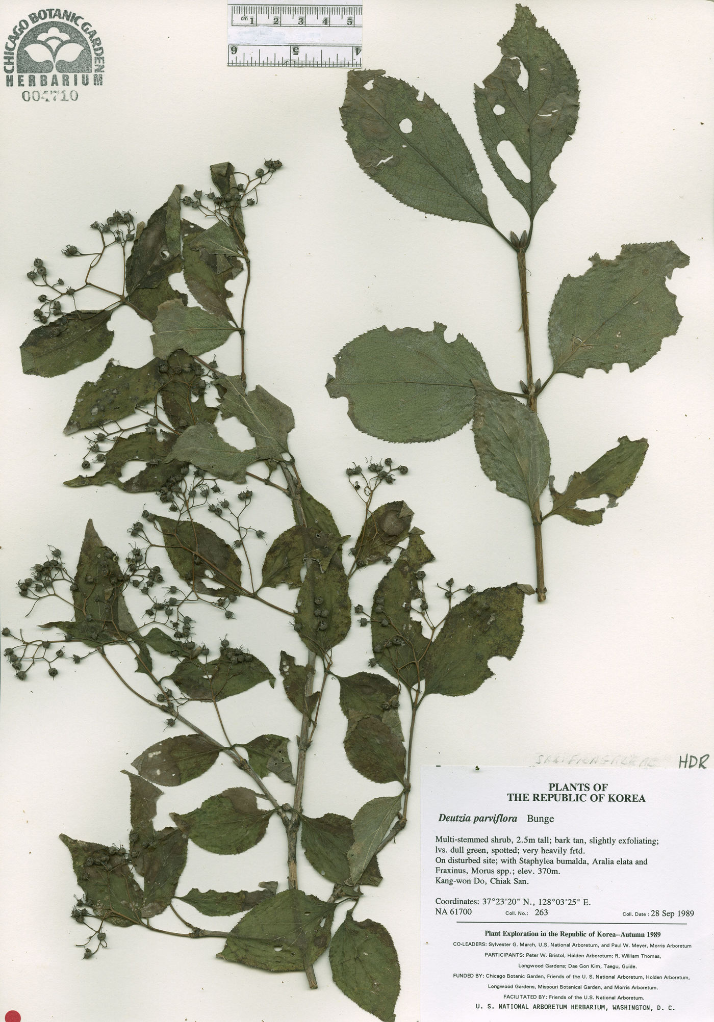 Deutzia parviflora image