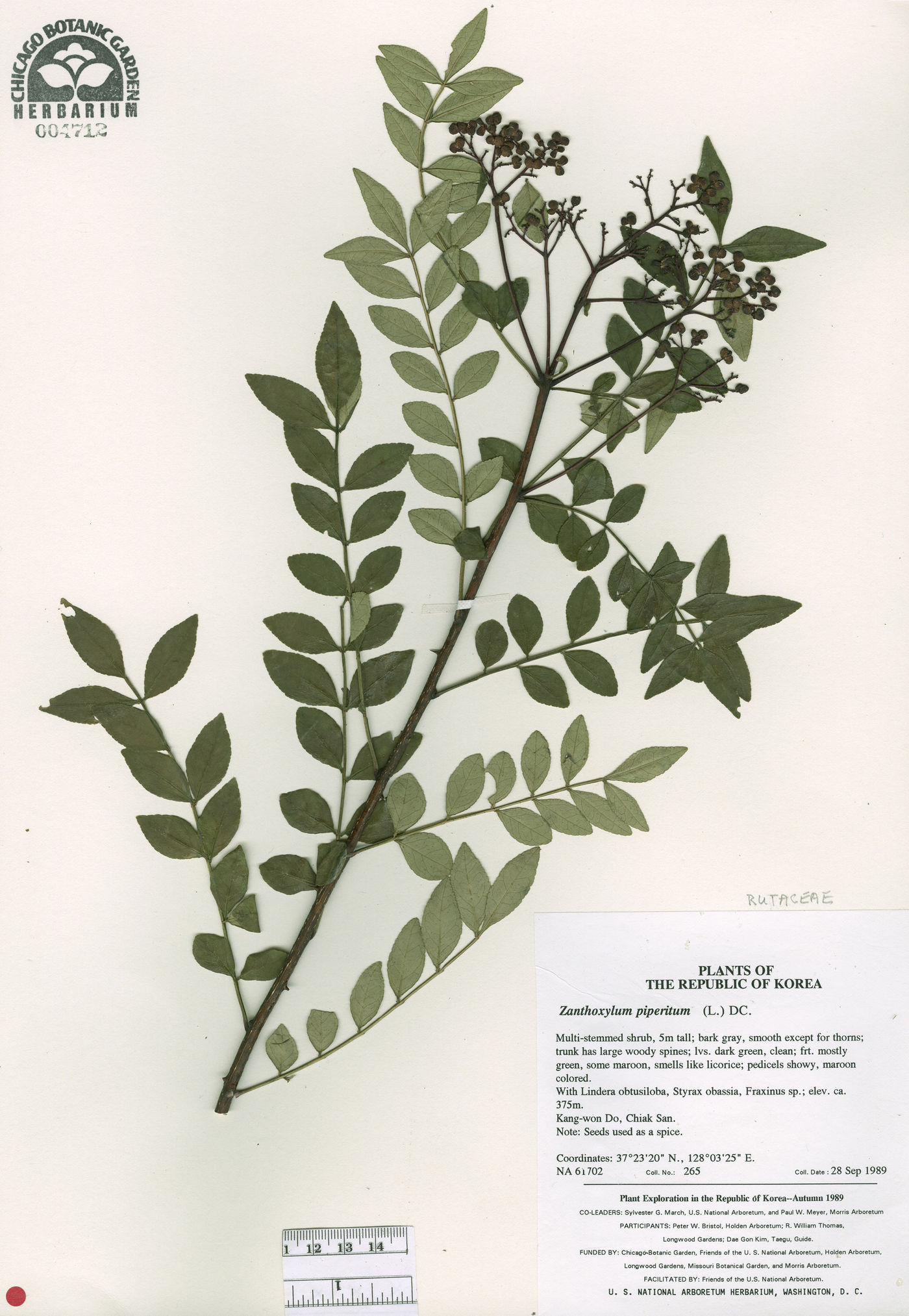 Zanthoxylum bungeanum image