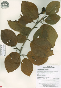 Magnolia sieboldii image