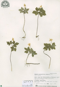 Anemone quinquefolia var. interior image