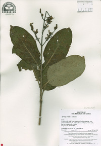 Syringa wolfii image