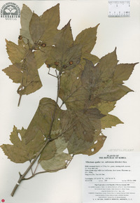 Viburnum sargentii var. calvescens image