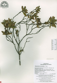 Rhododendron micranthum image