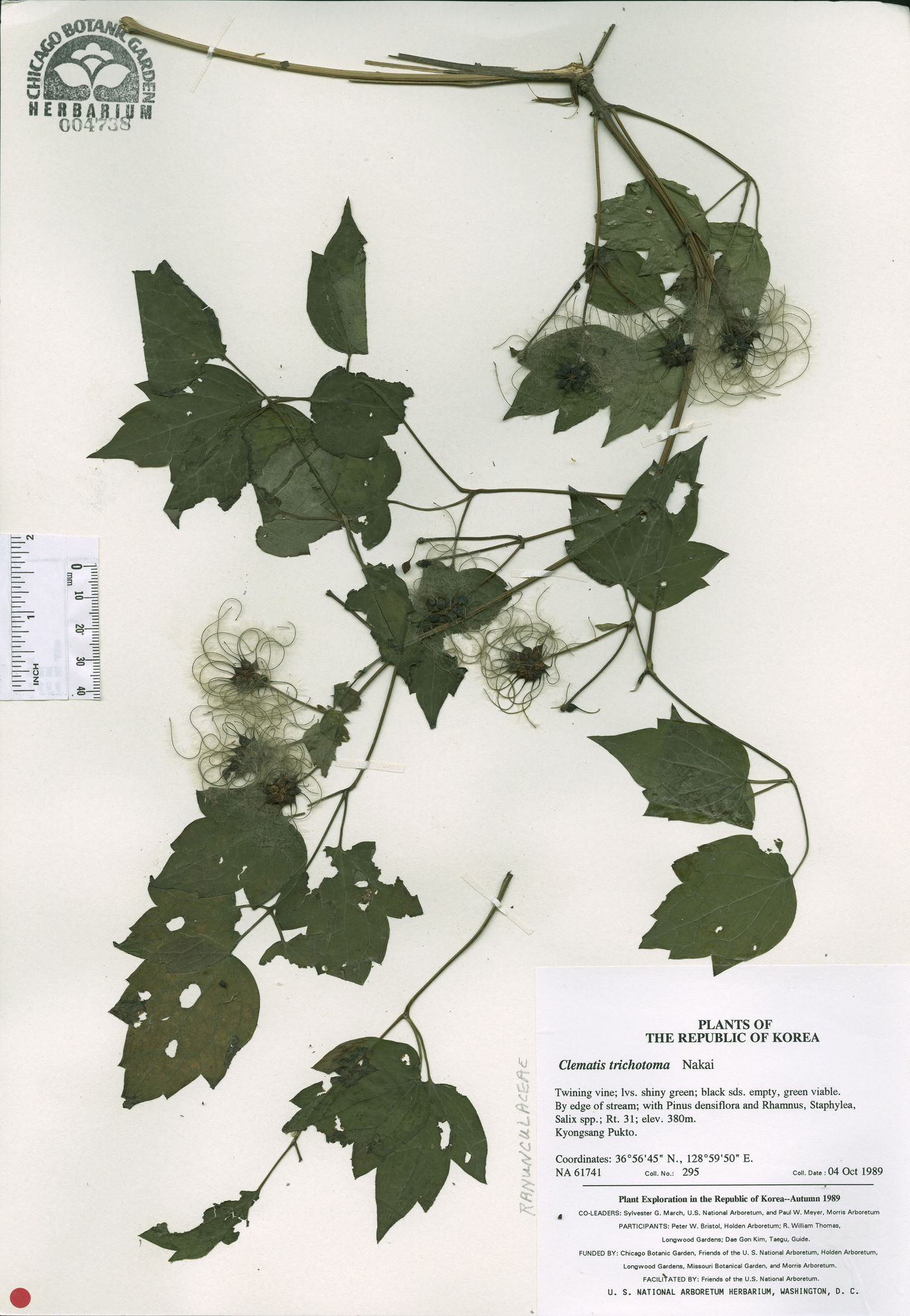 Clematis trichotoma image