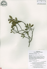 Rhododendron micranthum image