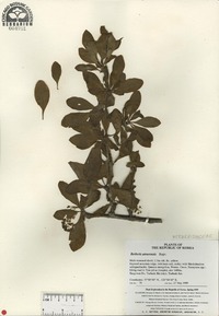 Berberis amurensis image