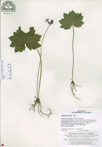 Primula jesoana image