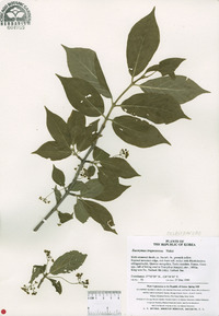 Euonymus maackii image