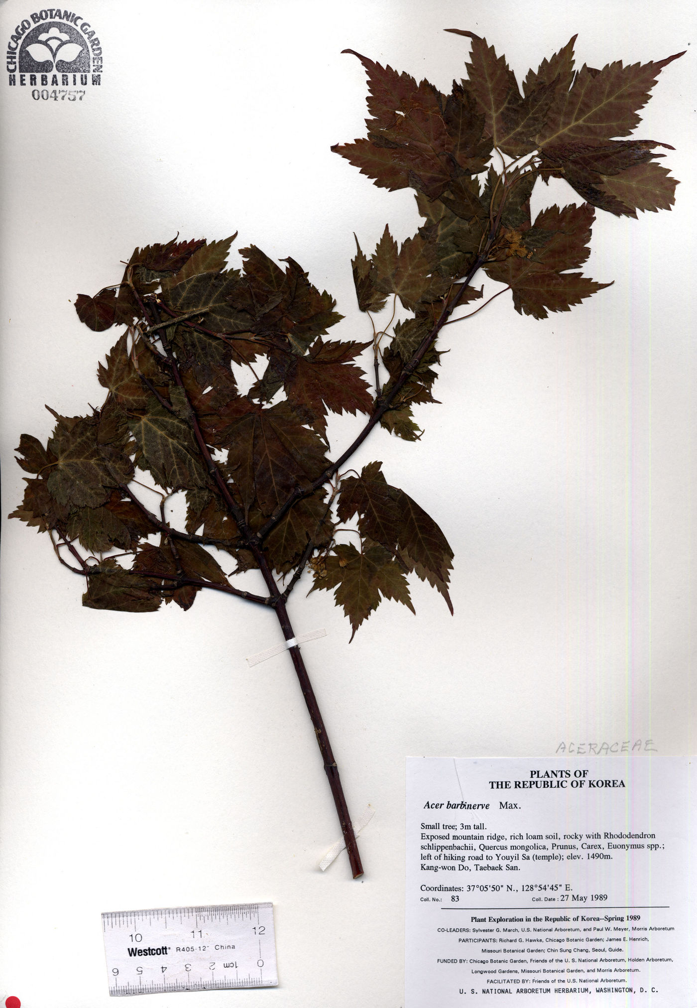 Acer barbinerve image