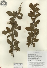 Berberis amurensis image