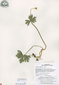 Image of Anemone koraiensis