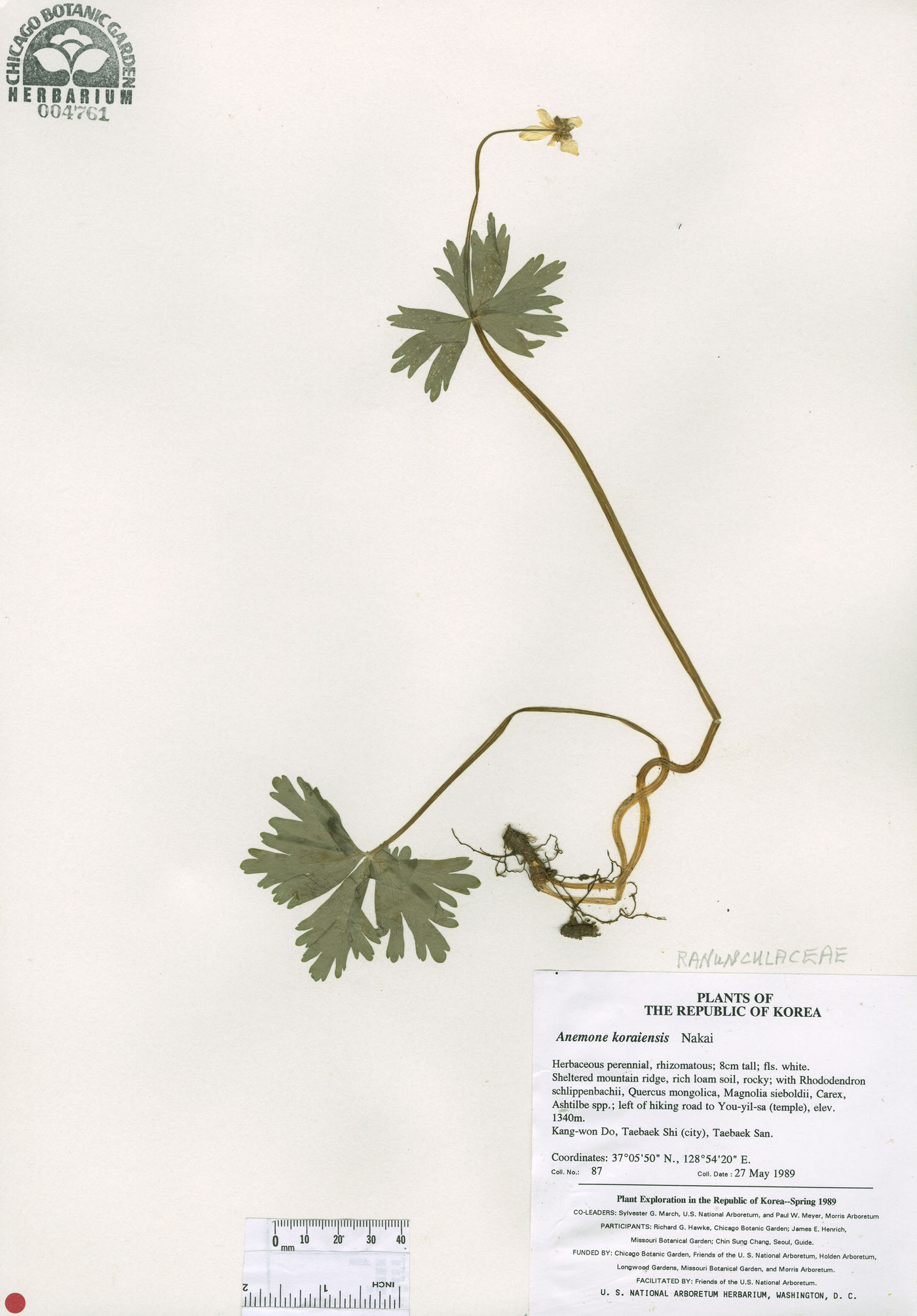 Anemone koraiensis image