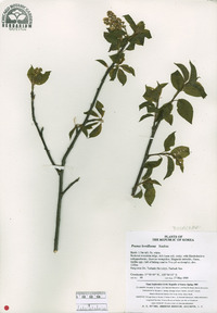Prunus leveilleana image