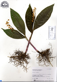 Convallaria majalis image