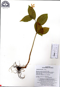 Maianthemum dahuricum image