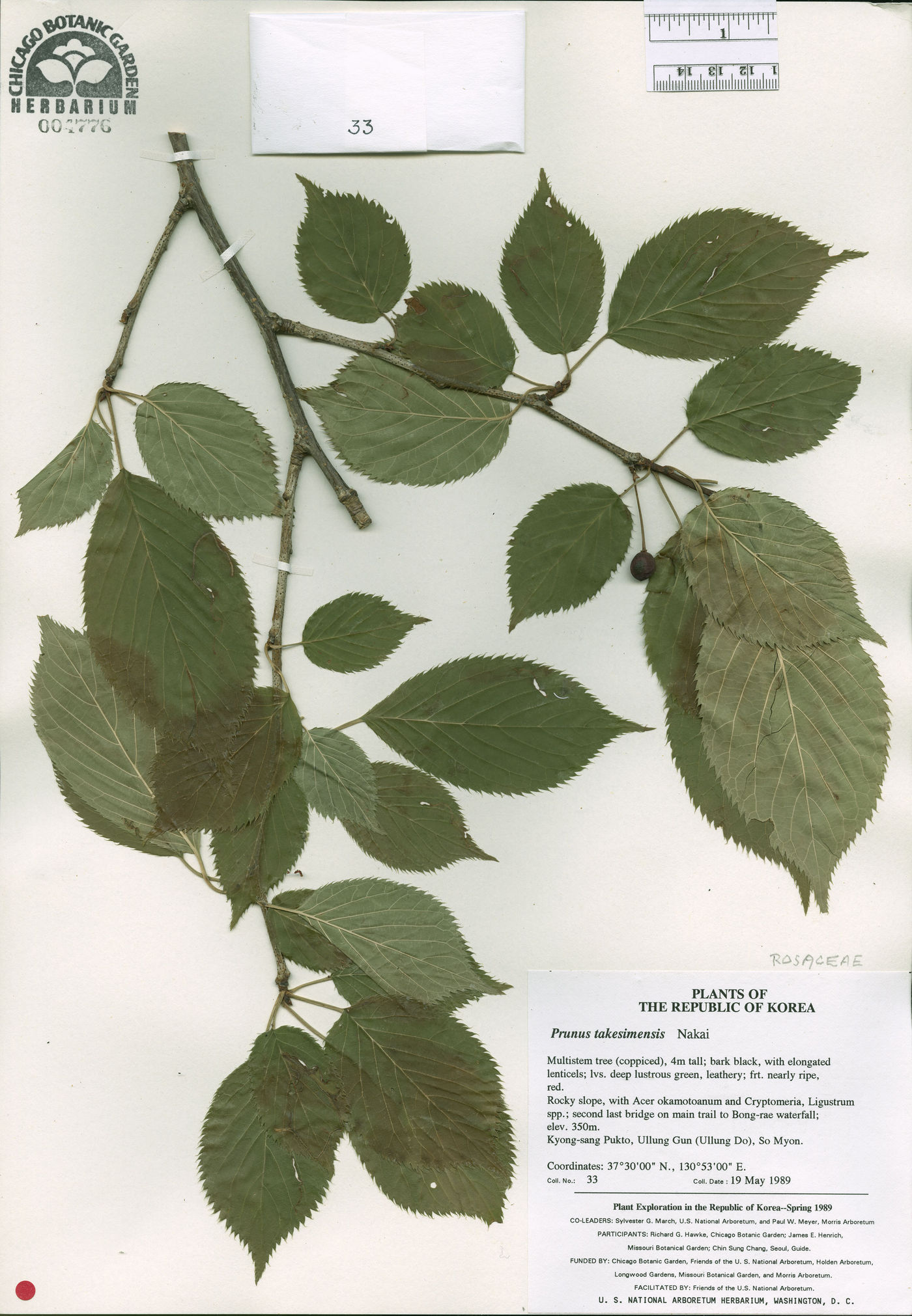 Prunus takesimensis image