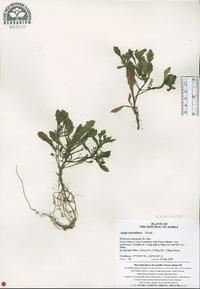 Ajuga decumbens image