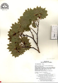 Acer pseudosieboldianum image