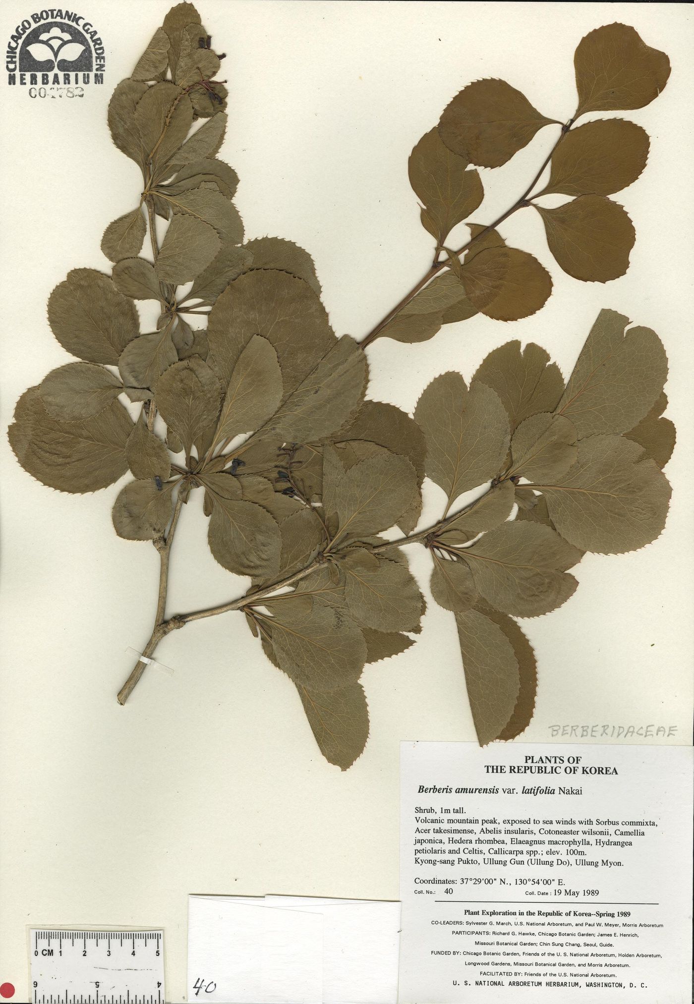 Berberis amurensis image