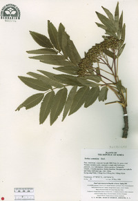 Sorbus commixta image