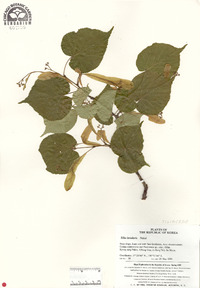 Tilia insularis image