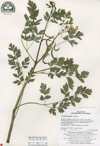 Corydalis speciosa image