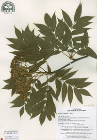 Sorbus commixta image