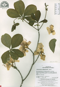 Rhododendron schlippenbachii image
