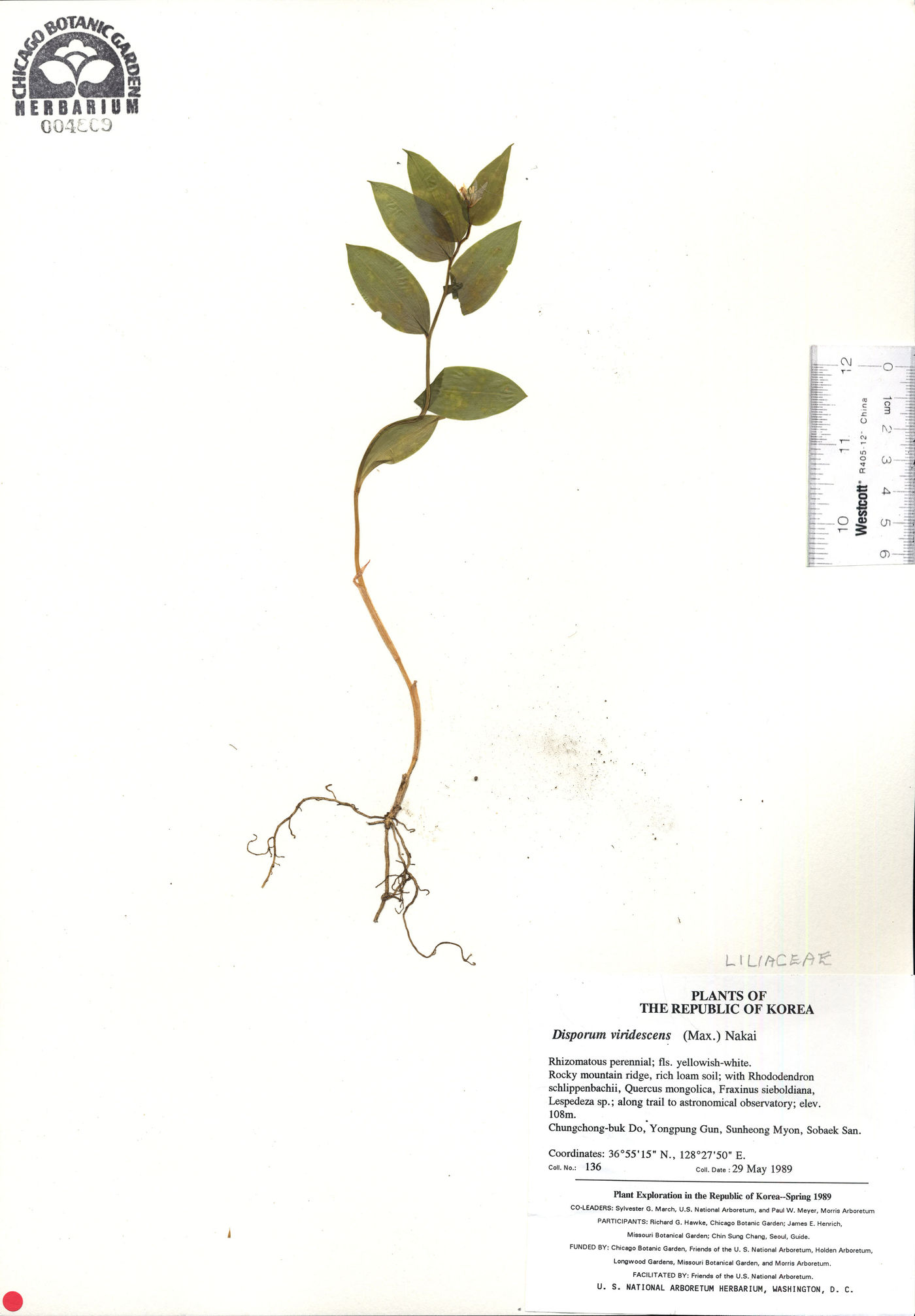 Disporum viridescens image