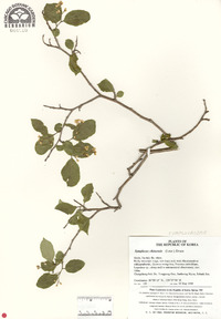 Symplocos paniculata image