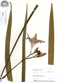 Hemerocallis fulva image