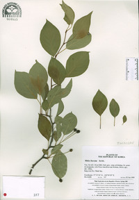 Malus baccata image