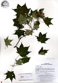 Acer pictum image