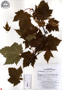 Acer ukurunduense image