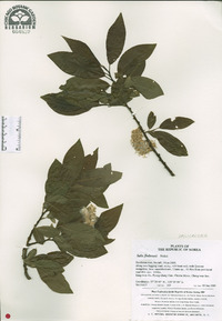 Salix floderusii image