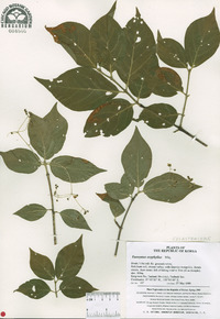 Euonymus oxyphyllus image