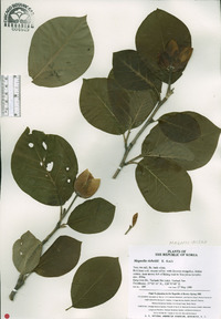 Magnolia sieboldii image