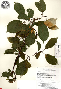 Actinidia kolomikta image