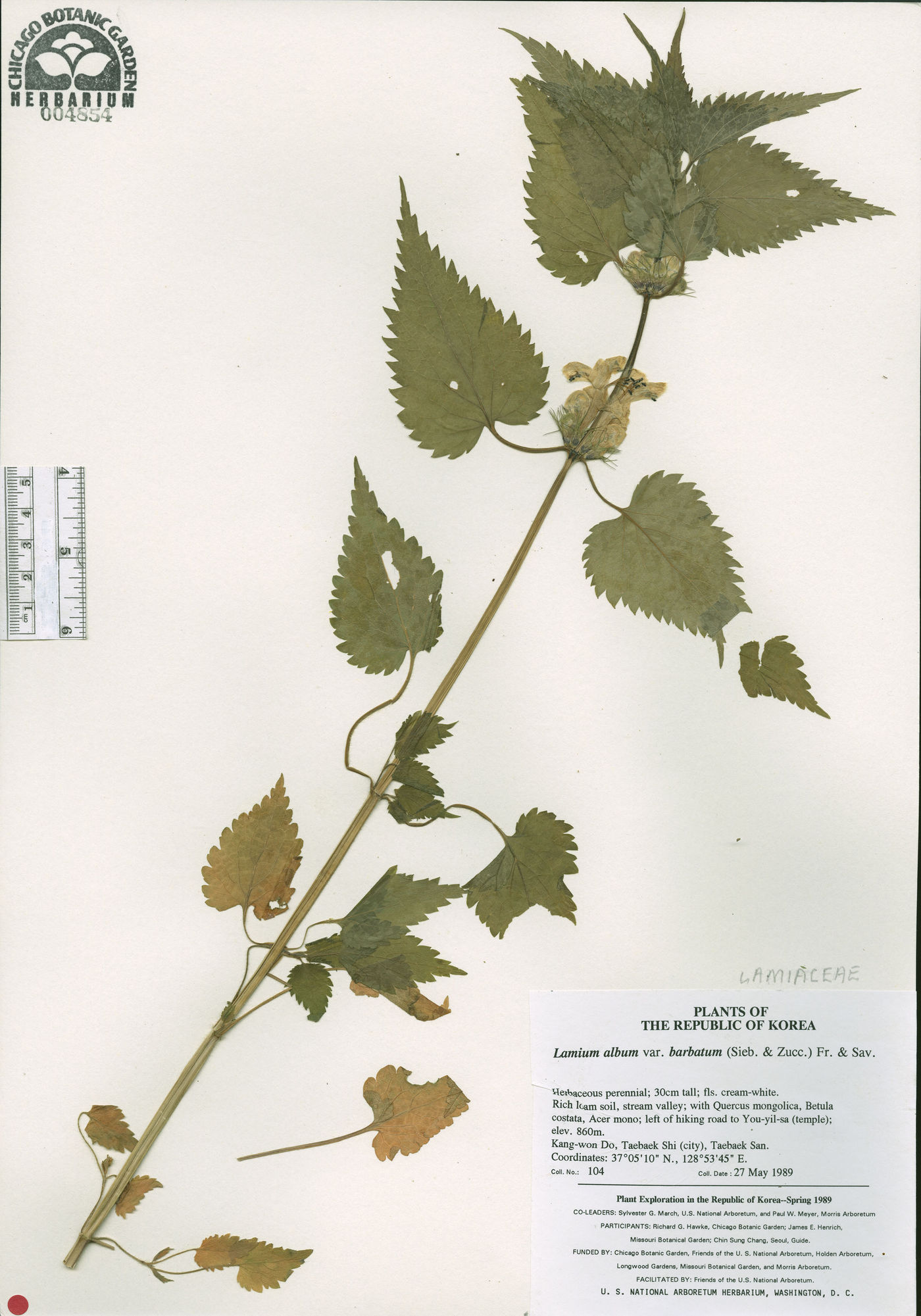 Lamium album subsp. barbatum image