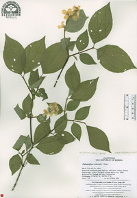 Philadelphus schrenkii image