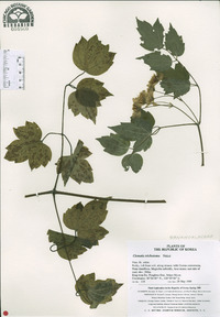 Clematis trichotoma image