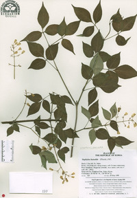 Staphylea bumalda image
