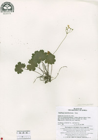 Saxifraga manshuriensis image