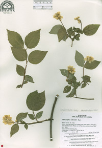 Philadelphus schrenkii image